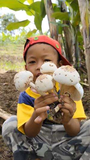 Kira - kira jamur apa ya ini namanya hmm..