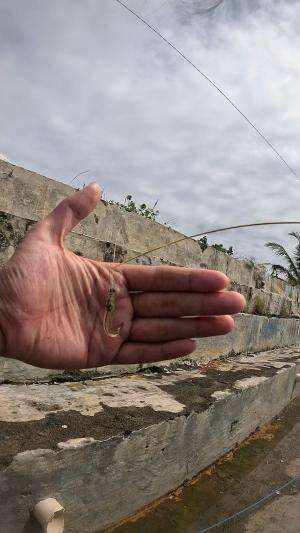 mancing udang? #udang #nelayan #laut #jaring #ikan #fbpro #reels #reelsviral #duniaikan #skils #fyp #trending