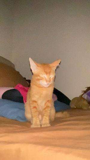 Gemes  #kucingoyen  #kucingoyen  #kucinglucu  #duniakucing 