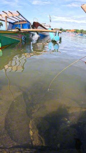 alat sederhana pancing udang #udang #nelayan #laut #jaring #ikan #fbpro #reels #reelsviral #duniaikan #skils #fyp #trending