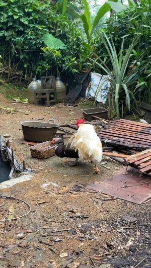 Persilangan antara ayam kate dan entok sampai bertelur  #hewan  #hewanpeliharaan  #ayamkate #entok