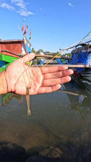 cara cepat nangkap udang #mancing #fishing #shrimp #udang #nelayan #laut #jaring #ikan #reelsviral #animals #skill #fyp #trending