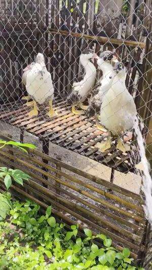 Biar seger kita mandikan dulu #peternakmuda #menthokjumbo #muscovyduck #urbanfarming 
