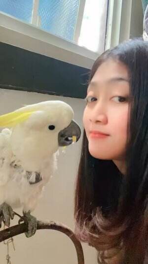 kasih makan kakatua