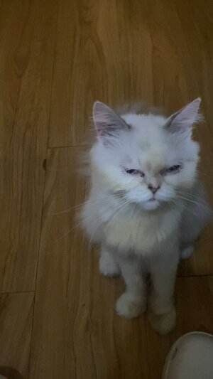 Udah mau nangis kucingnya