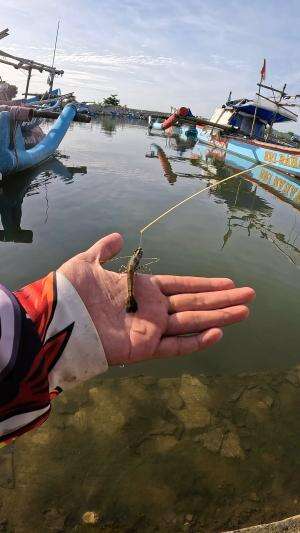 ide kreatif menangkap udang #fishing #traditional #usa #usareels #UnitedStates #unitedkingdom #denmark #canada
