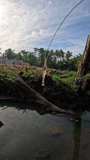 teknik rahasia nangkap udang #mancing #fishing #shrimp #udang #nelayan #laut #jaring #ikan #reelsviral #animals #skill #fyp #trending