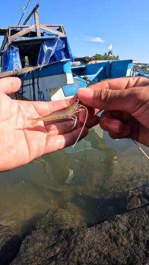 gak nyangka ternyata strike udang putih