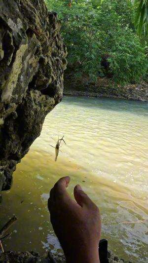 mancing udang sungai #fishing #shrimp #fish #sea #traditional #usareels #UnitedStates #reelsviral #skils #fyp #trending