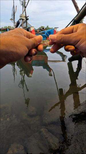 cara leluhur nangkap udang #mancing #fishing #shrimp #udang #nelayan #laut #jaring #ikan #reelsviral #animals #skill #fyp #trending