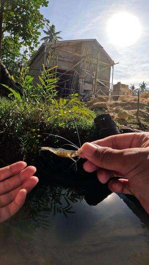 cukup pake lubang benang kecil #fishing #shrimp #fish #sea #traditional #usareels #UnitedStates #reelsviral #skils #fyp #trending