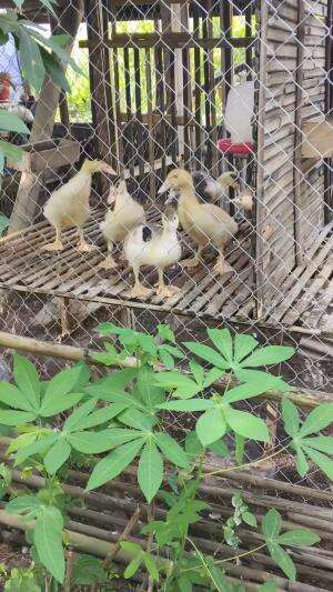 Selamat Pagi Bollo, pindqh kandang untuk pertumbuhan maksimal #peternakmuda #menthokjumbo #muscovyduck