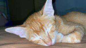  #kucingoyen  #Kucing 