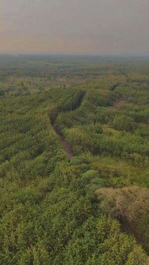 Hutan jati Bojonegoro. Arah menuju Wisata Kayangan Api #drone #dji #hutan #jati #bojonegoro #jedamergawe #fyp #capcut  #RCTIPlus  #HOTrctipl