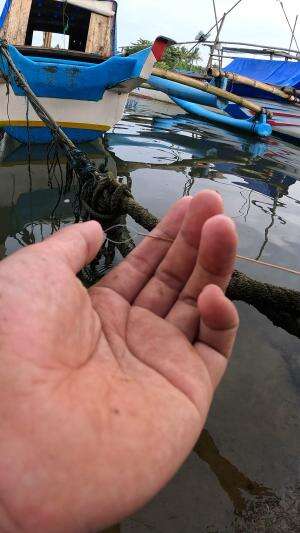 how to catch shrimp super fast and easy #fishing #shrimp #traditional #usa #usareels #UnitedStates #unitedkingdom #denmark #canada