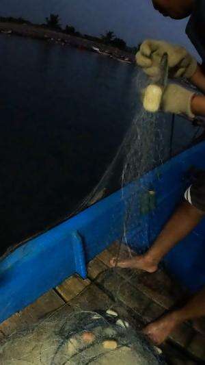 berburu ikan belanak #udang #nelayan #laut #jaring #ikan #fbpro #reels #reelsviral #duniaikan #skils #fyp #trending