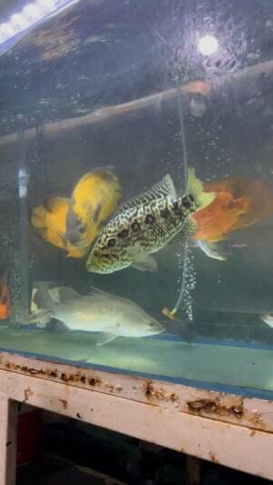 Kasih Makan Ikan Predator  #ikan#ikanpredator#pet