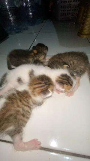 Gemes banget ya allah  #Kucing 