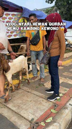 ketemu kambing kurban yang lagi kewong