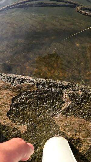 ada segerombolan udang langsung kota pancing saja