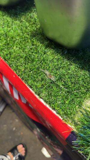 akhir hayat si udang kecil yang malang 