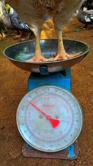 Nekat pelihara ayam 2ribuan