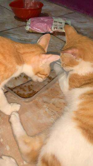 #cat #eat 