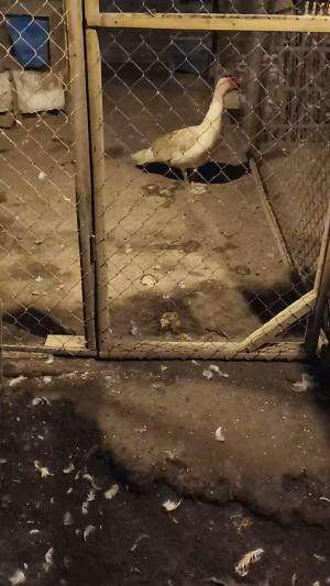 Pacek Junior Kandang Anggoro Kasih #peternakmuda #menthokjumbo #muscovyduck