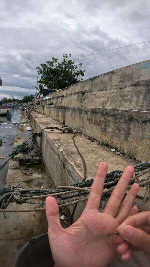 udang lumayan besar #udang #nelayan #laut #jaring #ikan #fbpro #reels #reelsviral #duniaikan #skils #fyp #trending