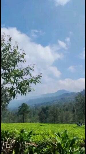 ngopi pagi di kebun teh!! #puncak #kebunteh