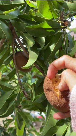 Sawo Madu coklat #Berkebun #edukasi #fyp #fypシ゚viral #trending #foryou #RCTIPlus #HOTrctiplus