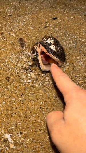 Jari tangan pria digigit kerang hitam
.
#laut
#kerang
#viral