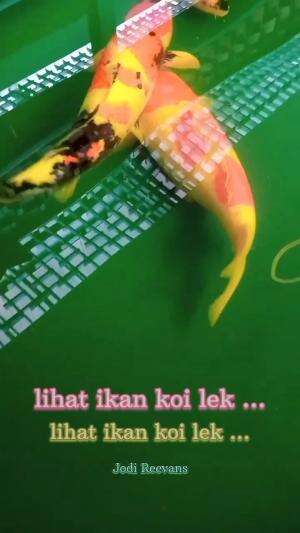 #lihat ikan koi lek ...