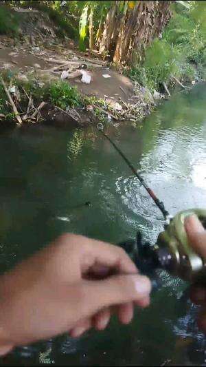 mancing casting hampala itu mudah #fishing #mancing  #RCTIPlus 