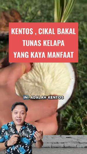 KENTOS atau TOMBONG cikal bakal tunas kelapa yang kaya manfaat #infomenarik #kentoskelapa 