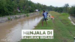menjala di saluran irigasi #menjala #menjalaikan #netfish #netfishing 