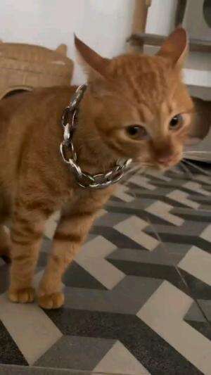 OYEN ANTI BAR BAR