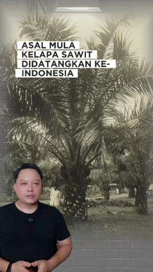 Asal mula kelapa sawit ada di Indonesia #sejarah #kelapasawit 