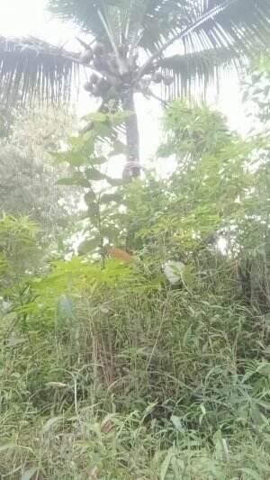 latihan pajat tebing 