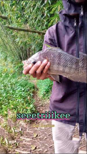 #seeetriiikeee
