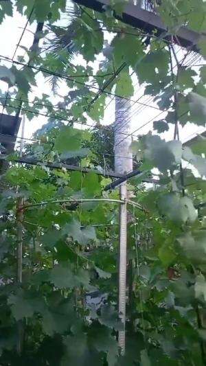 kebun anggur #anggur #anggurimpor  #Pengangguran  #anggurmanis  #Berkebun 