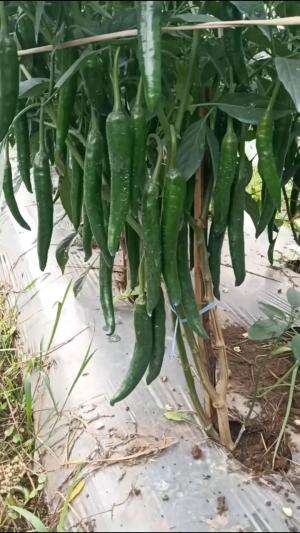 Cabe hijau tumbuh lebat #Berkebun #edukasi #fyp #fypシ゚viral #trending #foryou #RCTIPlus #HOTrctiplus
