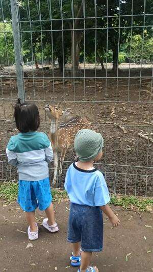 Lihat rusa sambil kasih makan