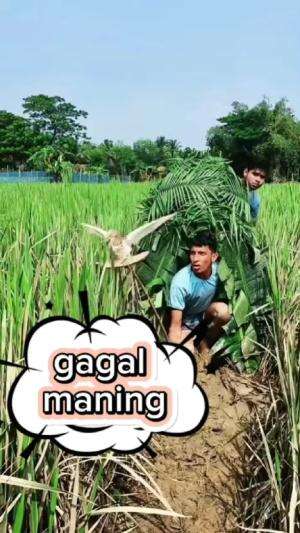 #RCTIPlus  #burung #perangkap #hiburan