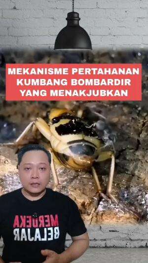 mekanisme pertahanan kumbang bombardir yang menakjubkan #kumbangbombardir #bombardirbeetles #edukasi 