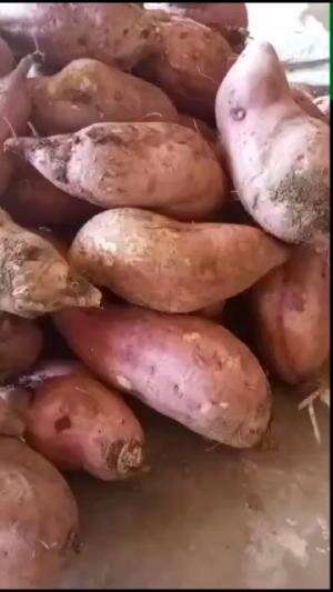 beli ubi buat bikin video untuk daftar master chef 