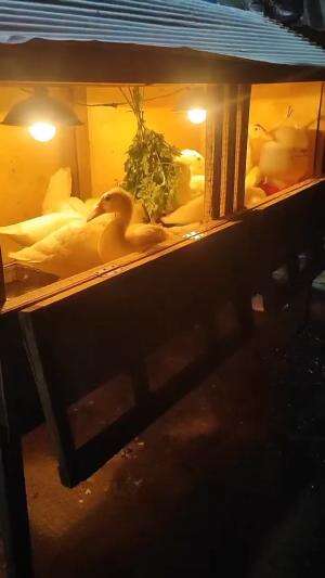 malam hari entokmya tetep makan