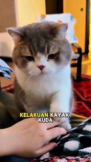 kayak kuda lumping #HOTrctiplus #shortplus #kucingoyen #duniakucing