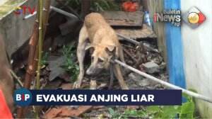 Petugas Damkar Tangkap Anjing Liar
