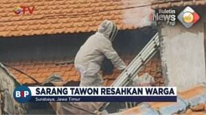 Petugas Musnakan Sarang Tawon Jumbo